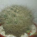 Collecion de Tonio