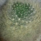 Collecion de Tonio