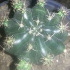 Collecion de Tonio