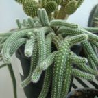Collecion de Tonio