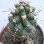 Collecion de Tonio