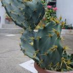 Collecion de Tonio
