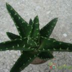 Collecion de Tonio