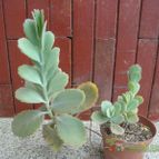 Collecion de Tonio