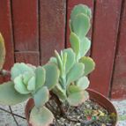 Collecion de Tonio