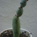 Collecion de Tonio