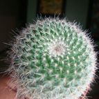 Collecion de Tonio