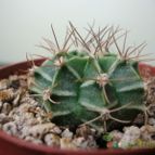 Collecion de Tonio