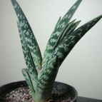 Collecion de Tonio