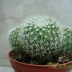 Collecion de Tonio