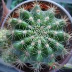 Collecion de Tonio