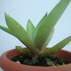 Collecion de Tonio