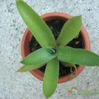 Collecion de Tonio