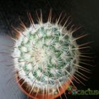 Collecion de Tonio