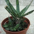 Collecion de Tonio