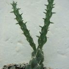 Collecion de Tonio