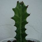 Collecion de Tonio