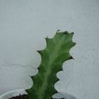 Collecion de Tonio