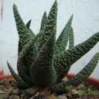 Collecion de Tonio