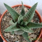 Collecion de Tonio