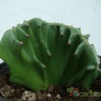 Collecion de Tonio