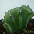 Collecion de Tonio