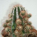 Collecion de Tonio
