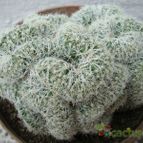 Collecion de Tonio