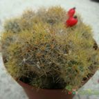 Collecion de Tonio