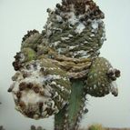 Copiapoa humilis ssp. tenuissima fma. monstruosa