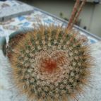 Collecion de Tonio