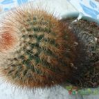 Collecion de Tonio