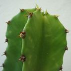 Collecion de Tonio
