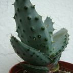 Collecion de Tonio