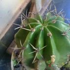 Echinopsis minuana