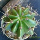 Collecion de Tuli Paster