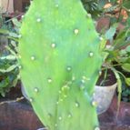 Collecion de Tuli Paster