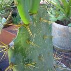 Collecion de Tuli Paster