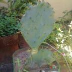 Collecion de Tuli Paster