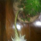 Collecion de Tuli Paster
