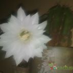 Collecion de Tuli Paster