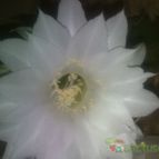 Collecion de Tuli Paster