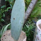 Collecion de Tuli Paster