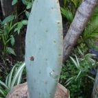 Collecion de Tuli Paster