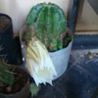 Collecion de Tuli Paster