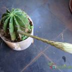 Collecion de Tuli Paster