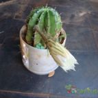 Collecion de Tuli Paster