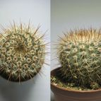 Collecion de Tulio