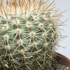 Collecion de Tulio