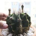 Collecion de Tulio